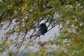 This is an image of a beautiful kingfisher bird on the top of the tree in keoladeo national park in rajasthan india