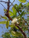 An awesome view of small guavas with white flowers.