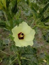 Image of a beautiful looking yellow flower. Royalty Free Stock Photo