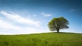 A green grass meadow with a single tree in the distance