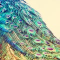 Image of beautiful male peacock opening tail background.