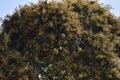 This is an image of beautiful mango buds in india .