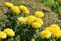 This is an image of beautiful marigold flower or yellowflower .