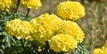 This is an image of beautiful marigold flower or yellowflower or marigoldflowerplant .