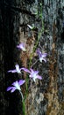 Nature flowers of sri lanka