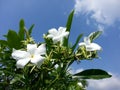 Nature village wild Flower of Sri Lanka Royalty Free Stock Photo