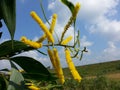 Nature Yellow Wool wild Flower of Sri Lanka Royalty Free Stock Photo
