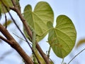 This is an image of beautiful neem giloy plant .