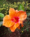 This is an image of beautiful orange china rose flower with bee.