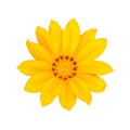 A Beautiful Yellow Gazania Flower in White Background