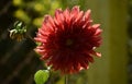 This is an image of beautiful orangeflower or orangedahlia or orangedahliaflowers . Royalty Free Stock Photo