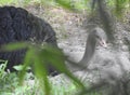 This is an image of beautiful ostrich bird or struthio camelus.