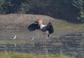 This is an image of beautiful painted stork bird and spreadwings Royalty Free Stock Photo
