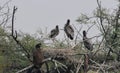 This is an image of beautiful painted stork bird and their nest on the top of the tree in keoladeo national park rajasthan Royalty Free Stock Photo