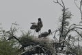 This is an image of beautiful painted stork bird and their nest on the top of the tree in keoladeo national park in rajasthan Royalty Free Stock Photo