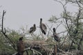 This is an image of beautiful painted stork bird and their nest on the top of the tree in keoladeo national park rajasthan india Royalty Free Stock Photo