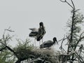 This is an image of beautiful painted storks birds and their nest on the top of the tree in keoladeo national park in rajasthan