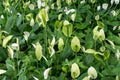 Image of beautiful Peace Lily Spathiphyllum cochlearispathum plant in a garden Royalty Free Stock Photo