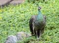 Image of a beautiful peacock. Royalty Free Stock Photo