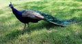 Image of beautiful peacock in zoo