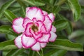 Image of a beautiful pink azalea flowers in the garden. Royalty Free Stock Photo