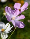 beautiful pink Cosmos bipinnatus flower Royalty Free Stock Photo