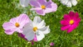 beautiful pink Cosmos bipinnatus flower Royalty Free Stock Photo