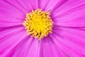 beautiful pink Cosmos bipinnatus flower Royalty Free Stock Photo