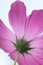 beautiful pink Cosmos bipinnatus flower Royalty Free Stock Photo