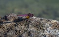 Pink Dragonfly on a rock.