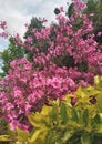 Image of a pink flower (cherry) blooming. Royalty Free Stock Photo