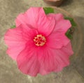 That is the image of beautiful pink hibiscus flower Royalty Free Stock Photo