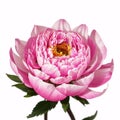 beautiful pink peony flower isolated on a white background. Royalty Free Stock Photo