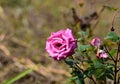 This is an image of beautiful pink rose flower . Royalty Free Stock Photo