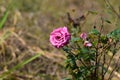 This is an image of beautiful pinkrose flower or pink flower.