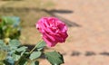 This is an image of beautiful pinkrose or pinkflower in india