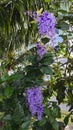 Beautiful purple-colored sandpaper vine flower tree by the roadside Royalty Free Stock Photo