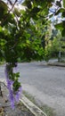 Beautiful purple-colored sandpaper vine flower tree by the roadside Royalty Free Stock Photo