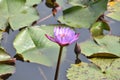 This is an image of beautiful purple shapla flower in India .