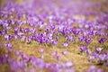 Beautiful purple spring crocus flowers in the meadow. Royalty Free Stock Photo