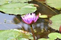 This is an image of beautiful purple water lily or shapla