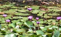 This is an image of beautiful purple water lily or shapla flowers