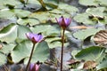 This is an image of beautiful purple water lily or shapla flowers .