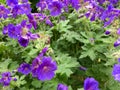 Beautiful wild geranium flowers Royalty Free Stock Photo