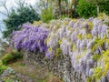 Image of beautiful purple wisteria growing along a stone wall