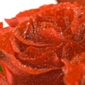 Image of beautiful red rose closeup Royalty Free Stock Photo