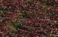 This is an image of beautiful red spinach farming . Royalty Free Stock Photo
