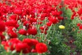 Image of beautiful red spring flowers. Royalty Free Stock Photo