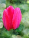 Red tulip spring time flowers in the garden Royalty Free Stock Photo