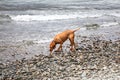 red Weimaraner dog drinking at lake Wakatipu New Zealand Royalty Free Stock Photo